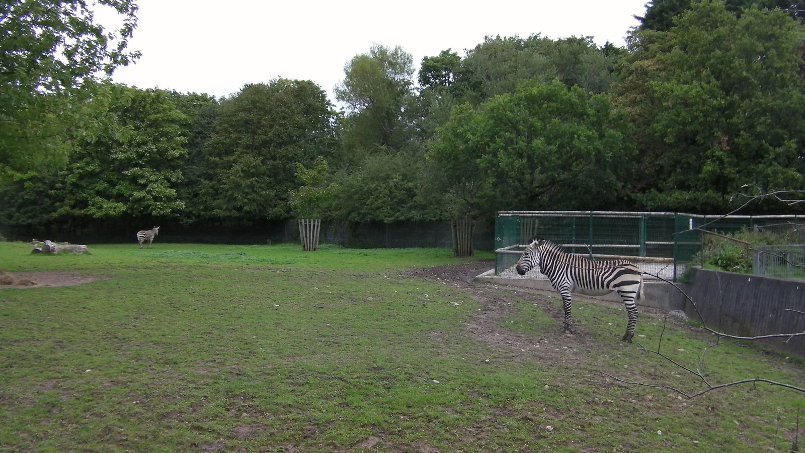 Zebra Enclosure - 26.08.2011