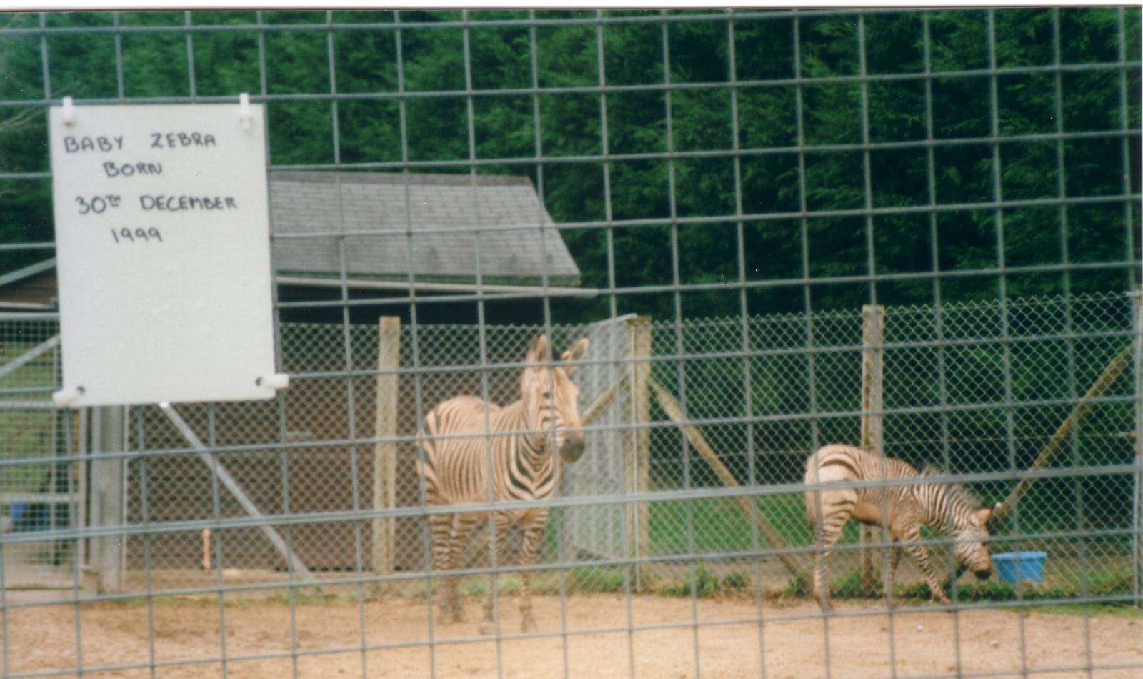 Zebra enclosure, 27 February 2000