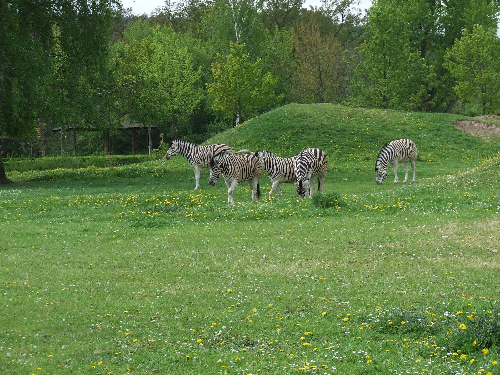 Zebra enclosure
