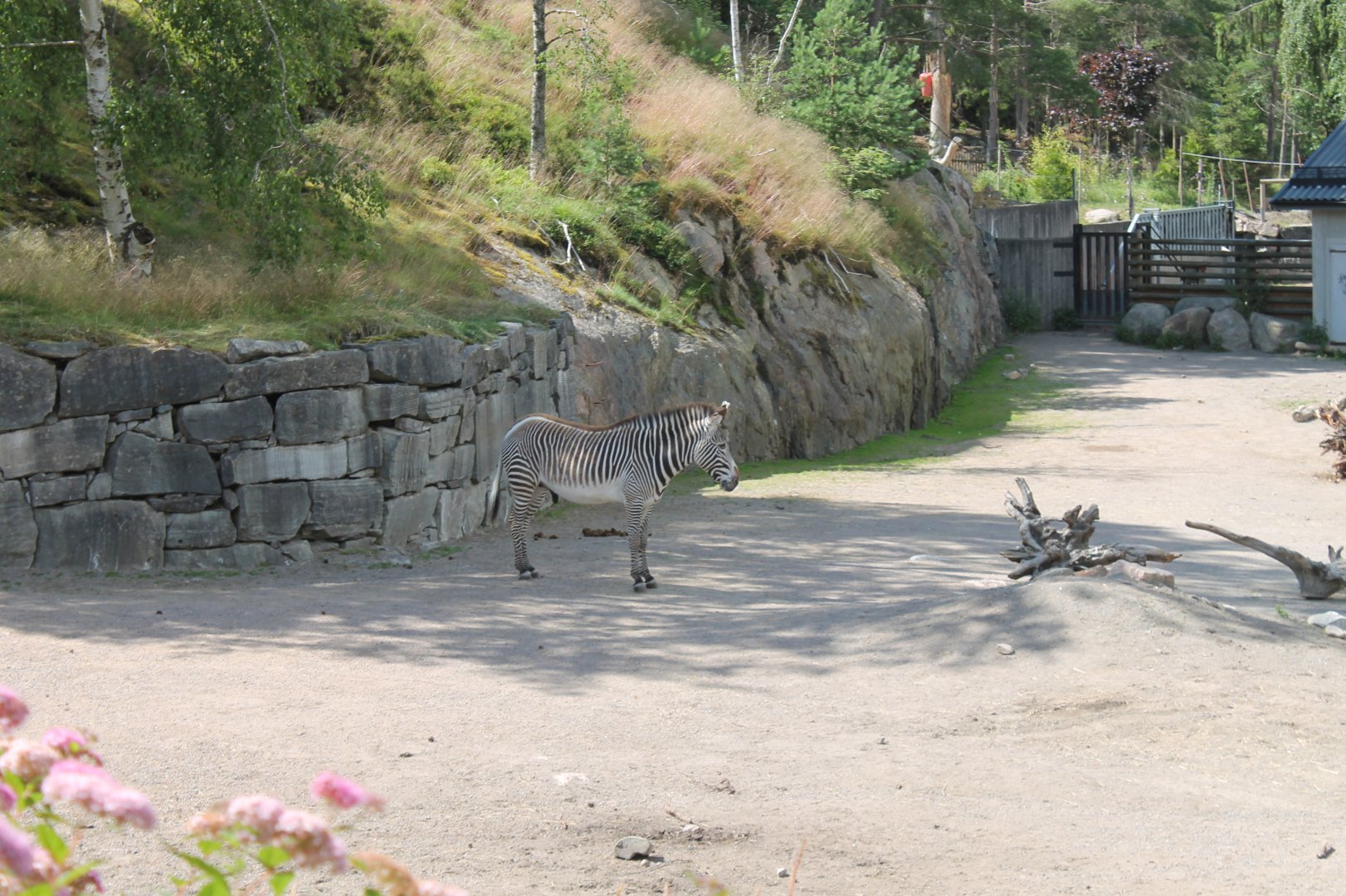 Zebra Enclosure
