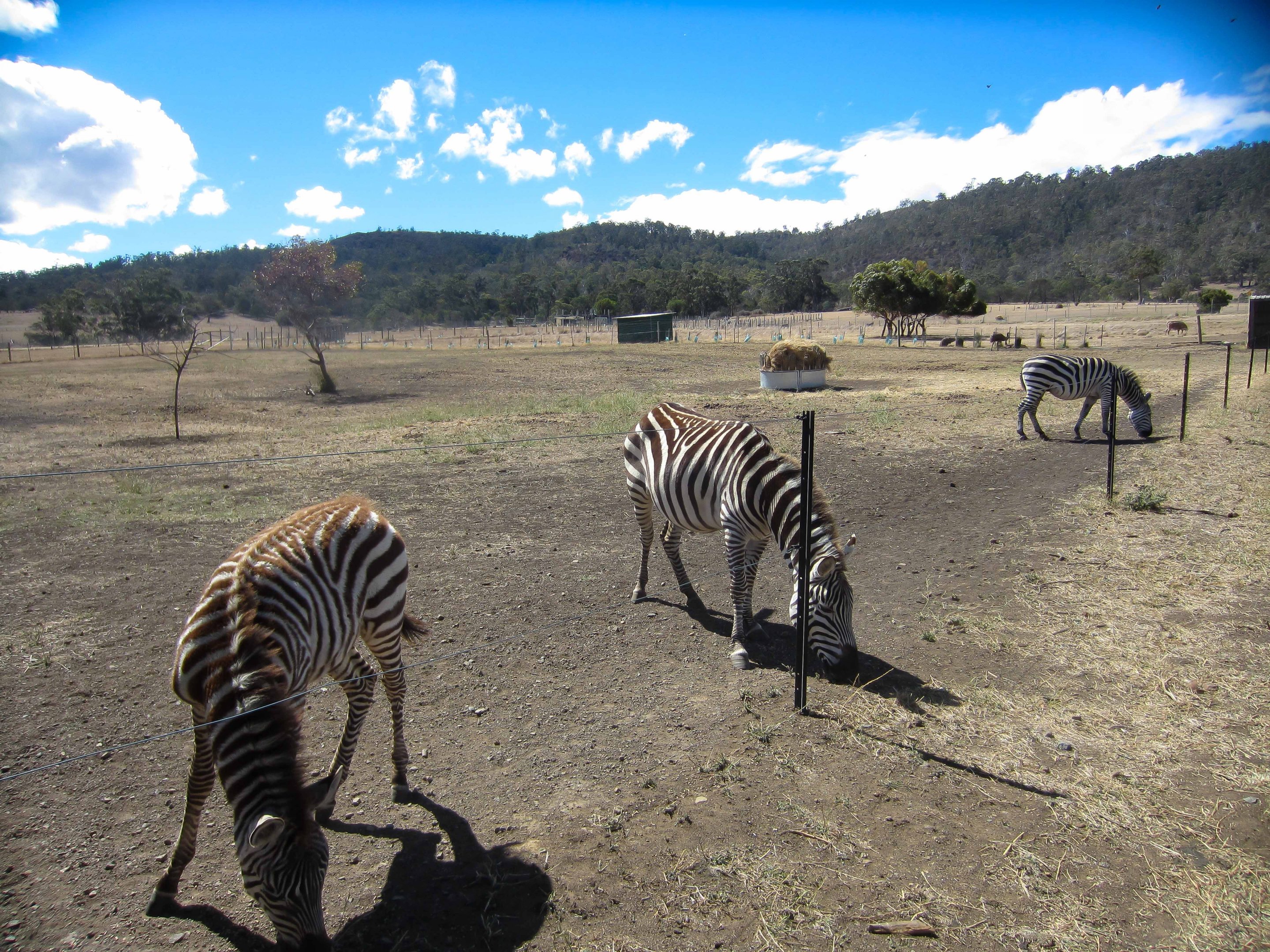 Zebra enclosure