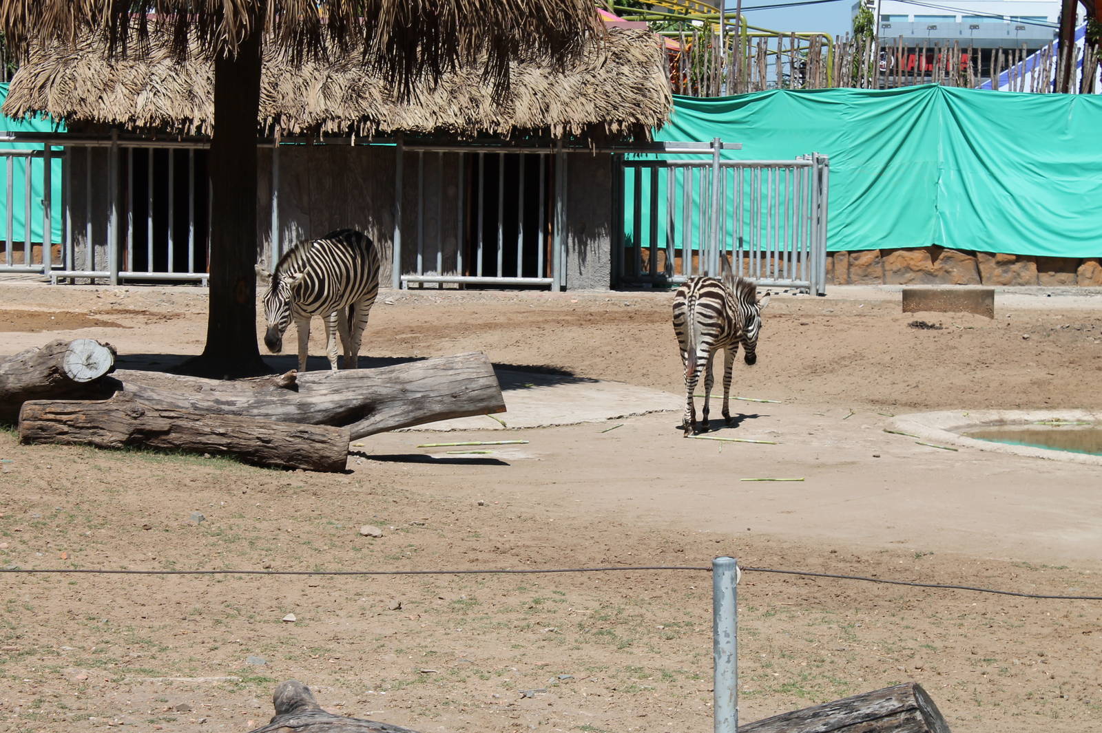 Zebra Exhbit - February 2013