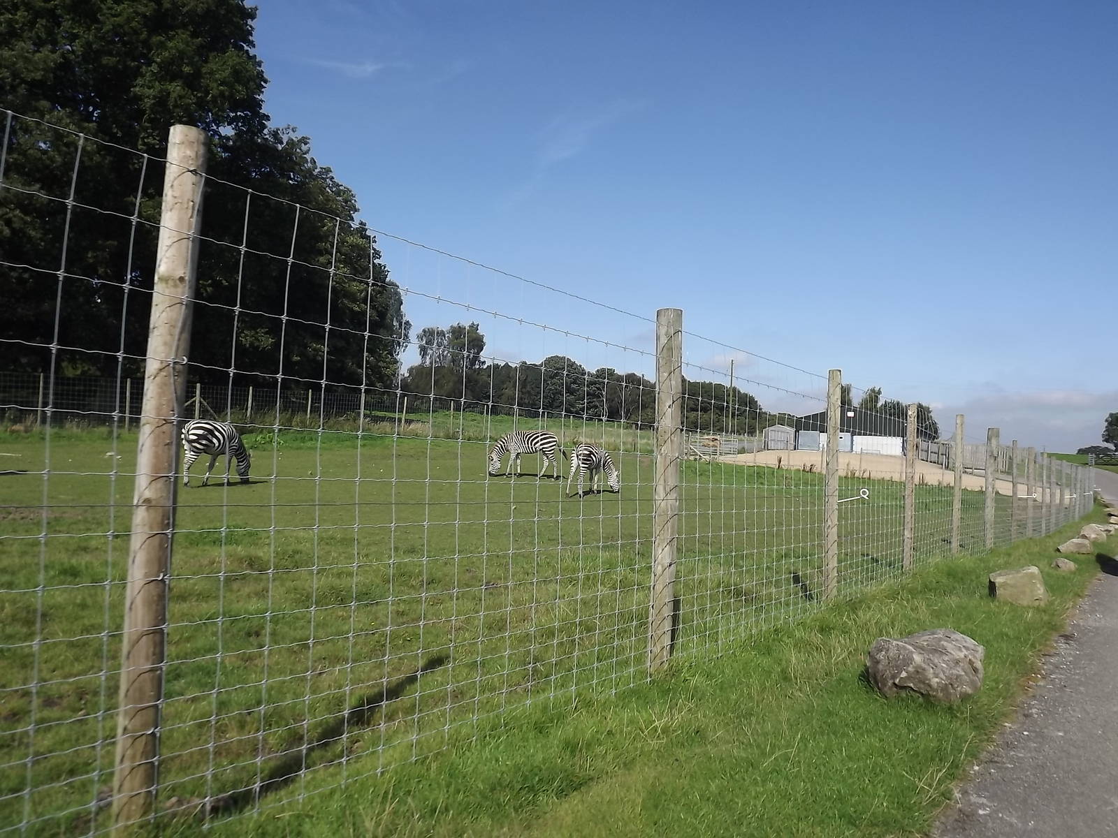 Zebra exhibit at Knowsley Safari Park 08/09/12