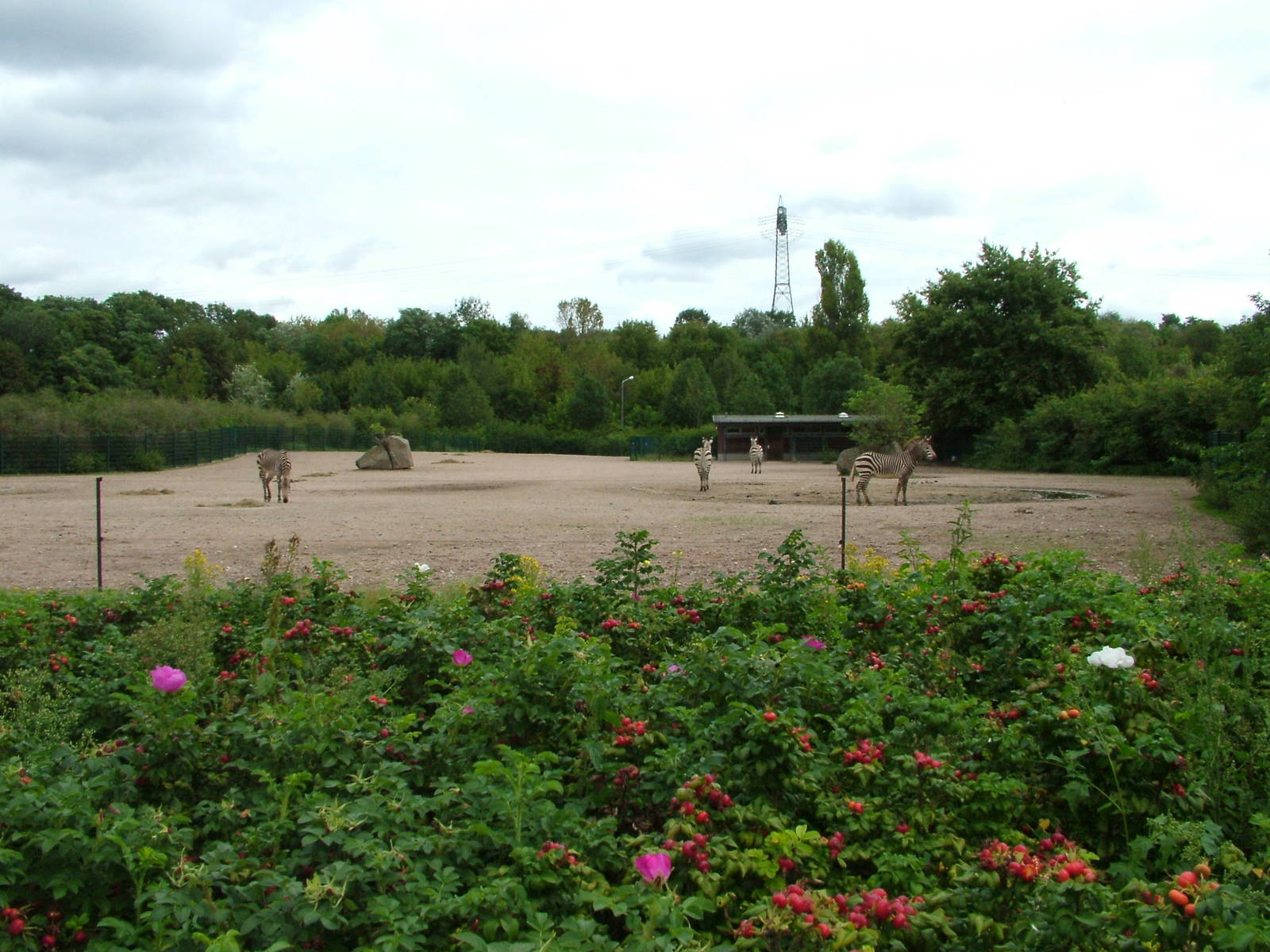 Zebra Exhibit at Tierpark Berlin, 30/08/11