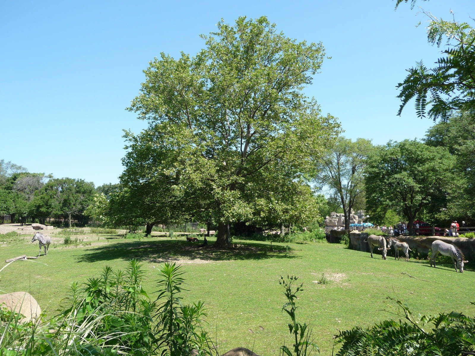 Zebra Exhibit - Detroit Zoo