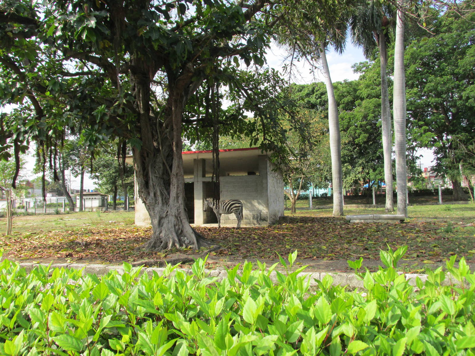 zebra exhibit havana zoo