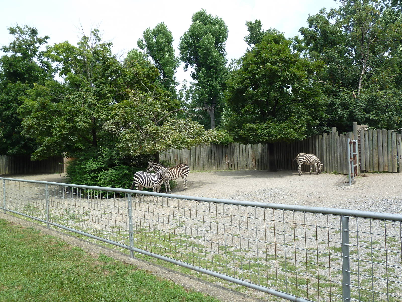 Zebra Exhibit