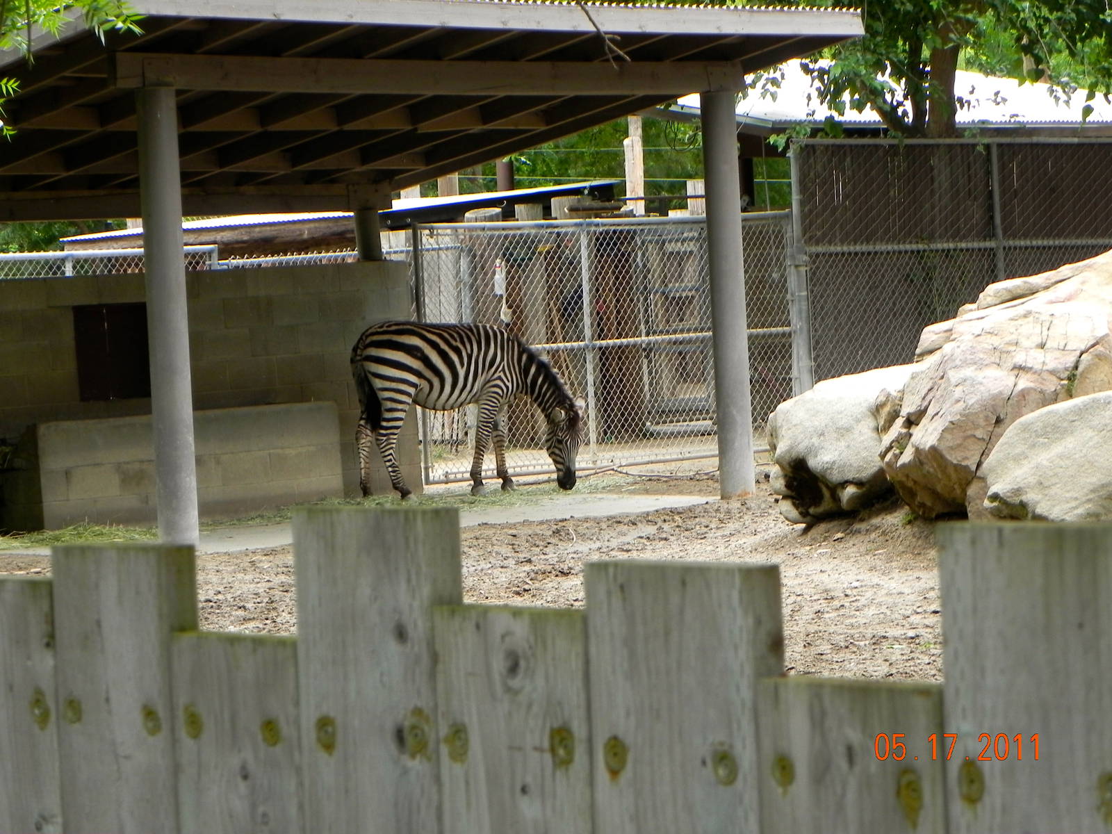 Zebra exhibit