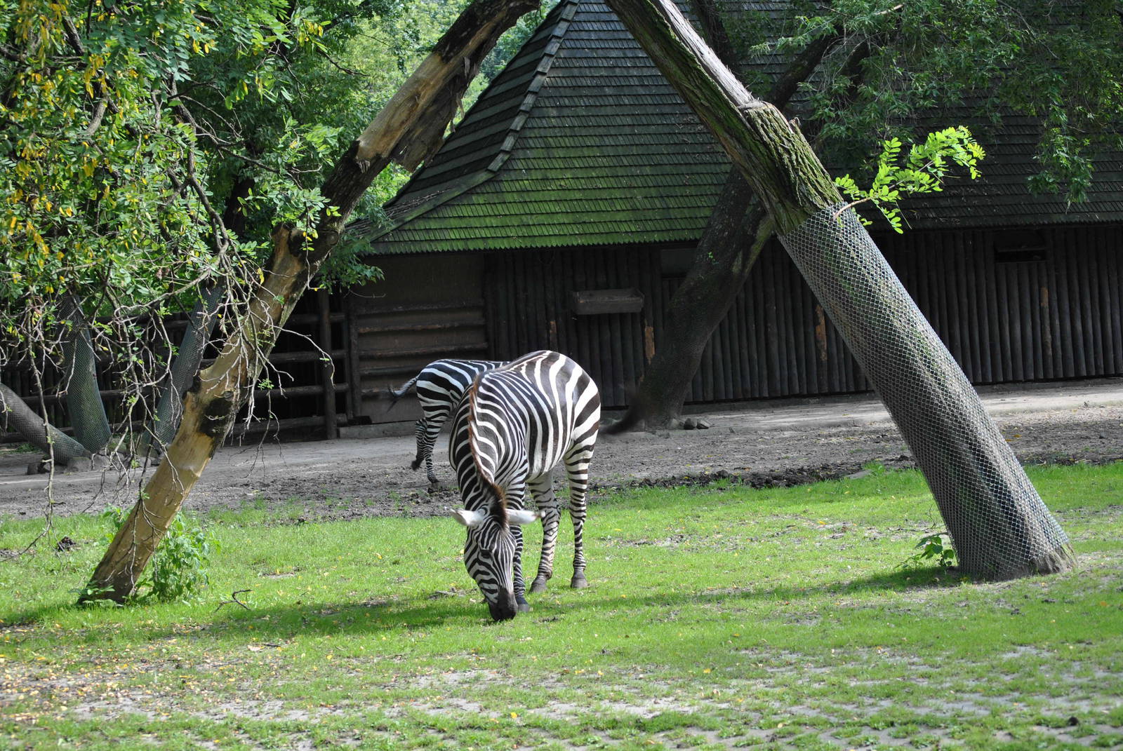 Zebra exhibit