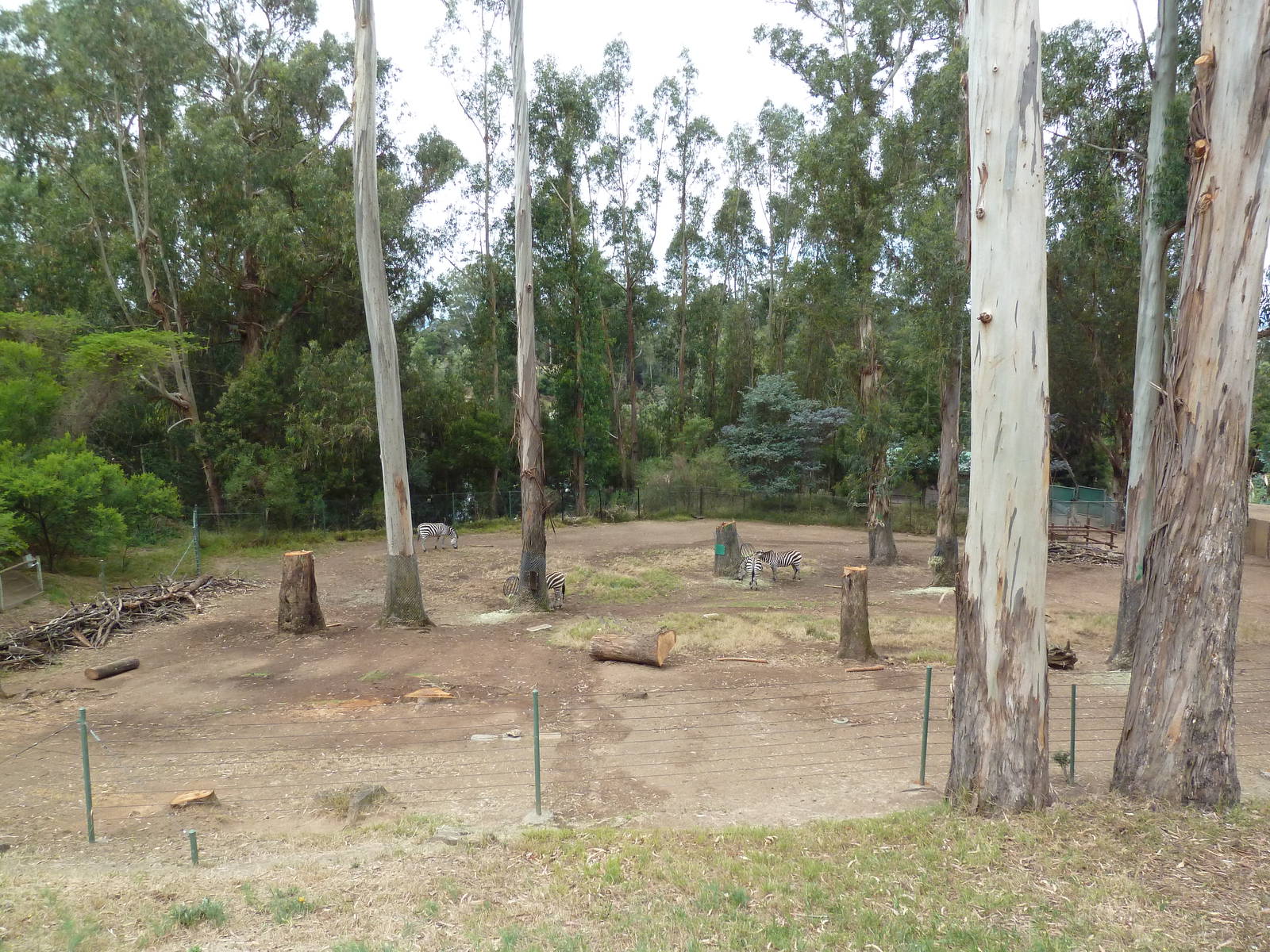 Zebra Exhibit