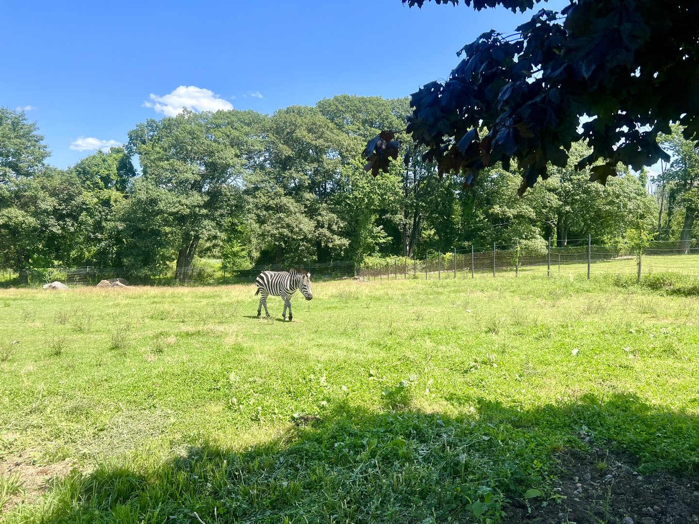 Zebra Exhibit
