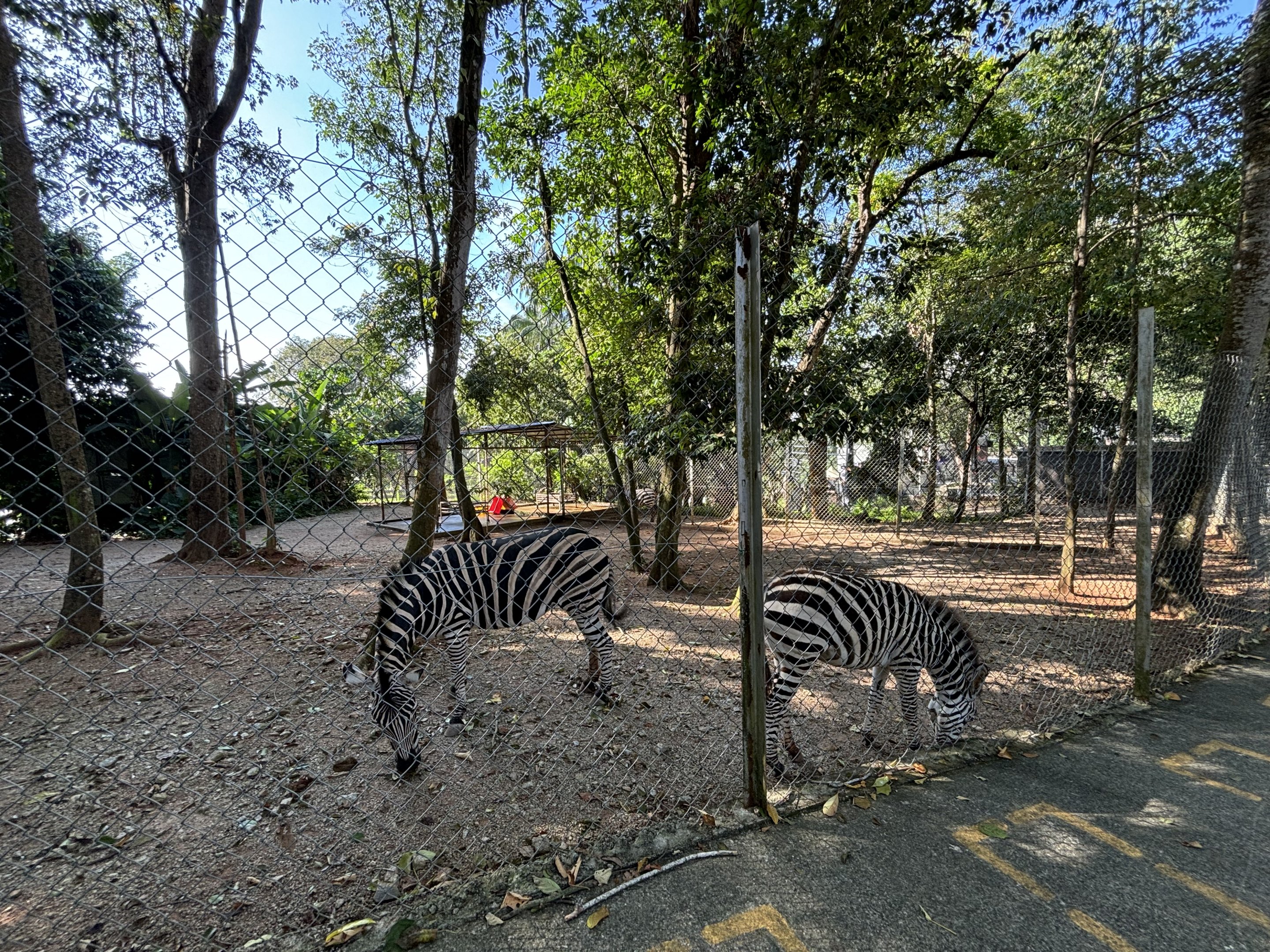 Zebra Exhibit