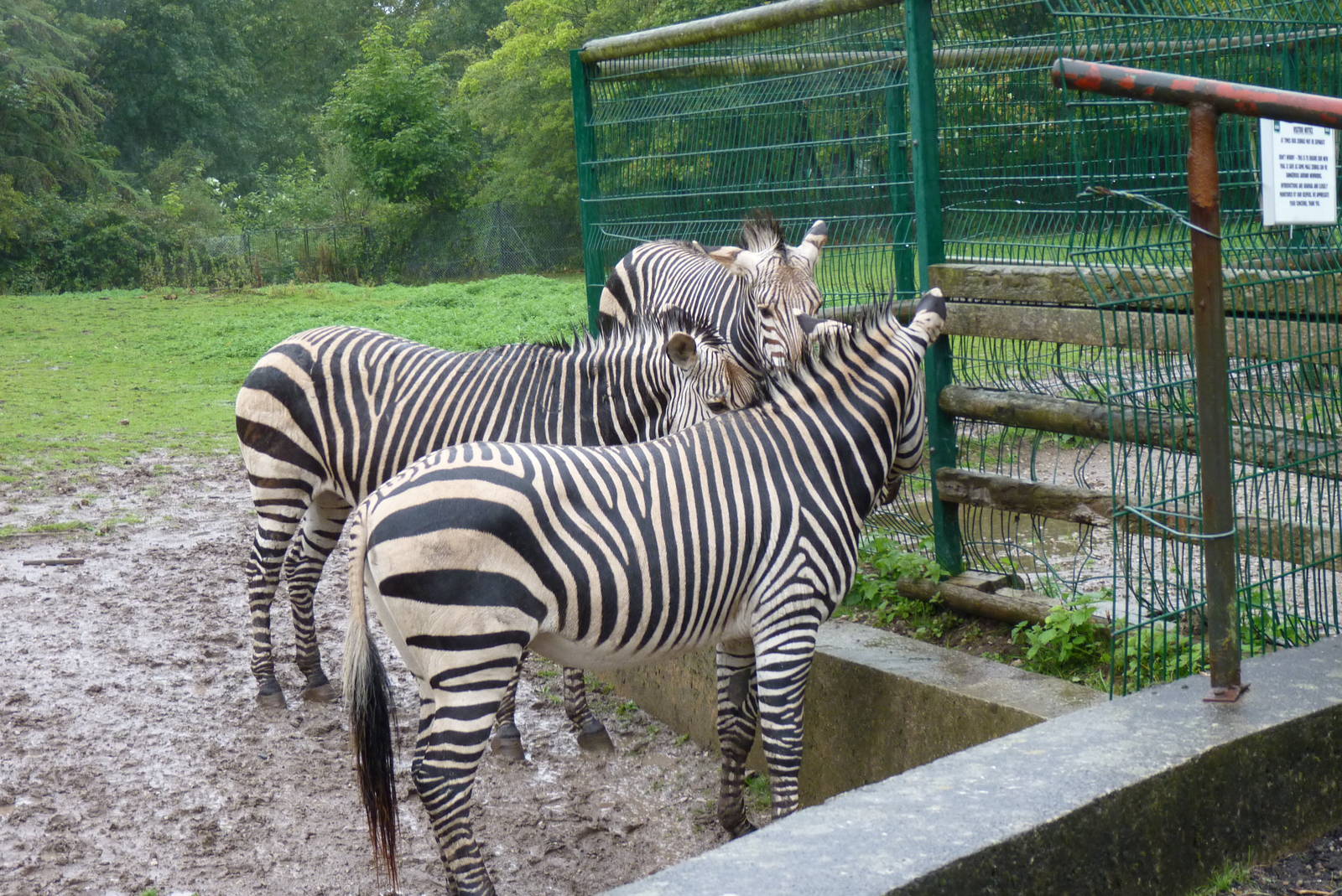 Zebra family, September 2016