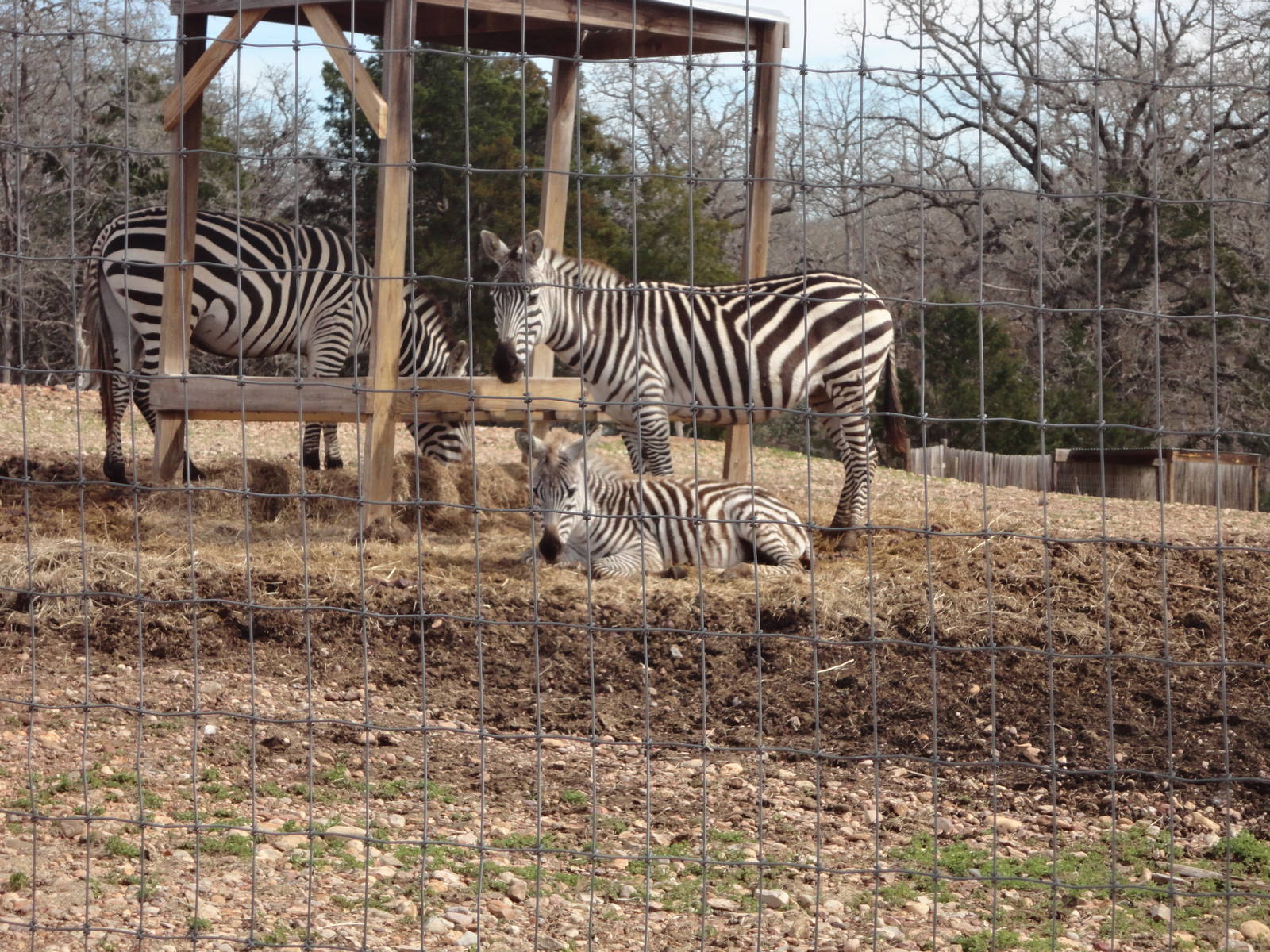 Zebra Family