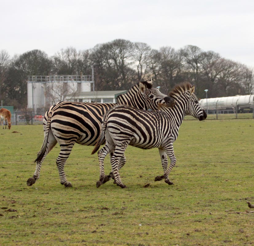 Zebra - father and son