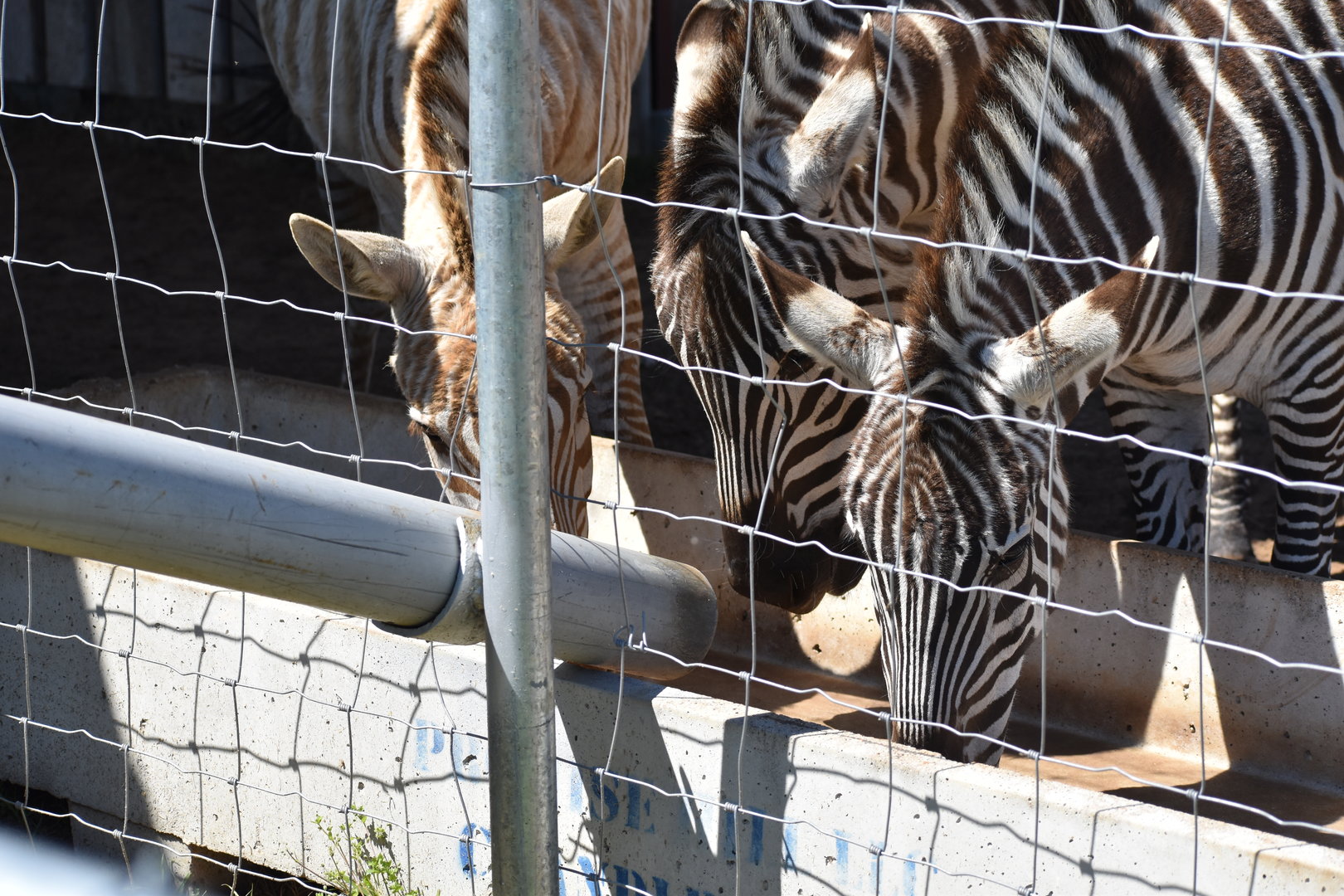 Zebra Feeding Frenzy