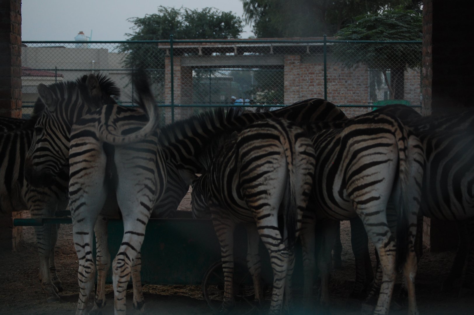 Zebra feeding - Peshawar Zoo 20/10/2018