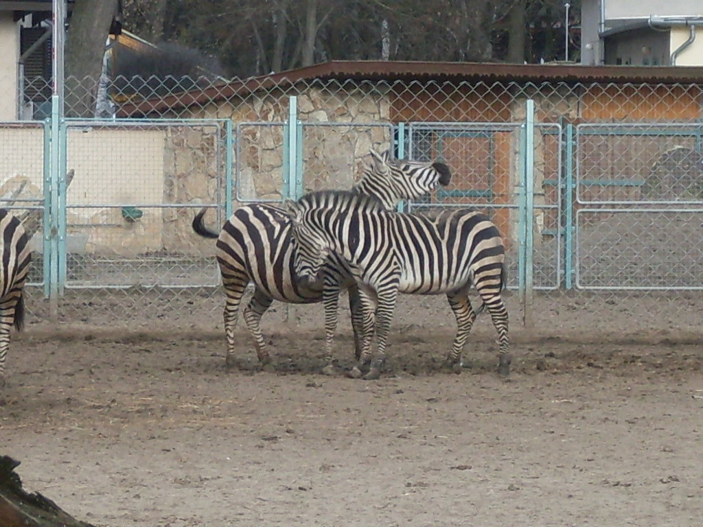 Zebra fight ( Grant zebra)
