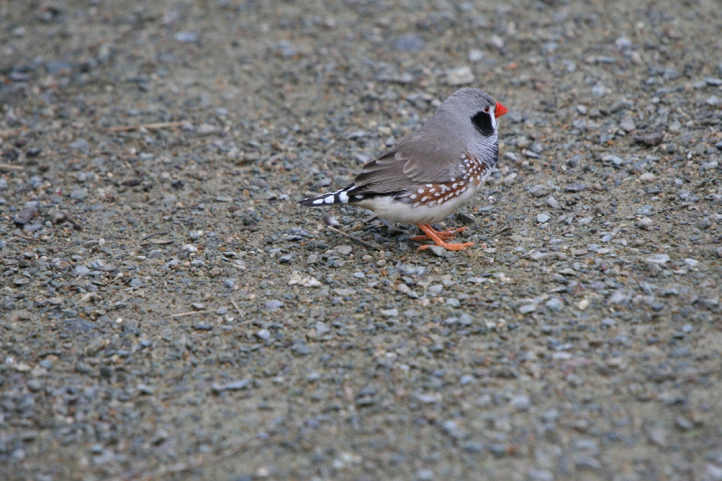 Zebra Finch #1