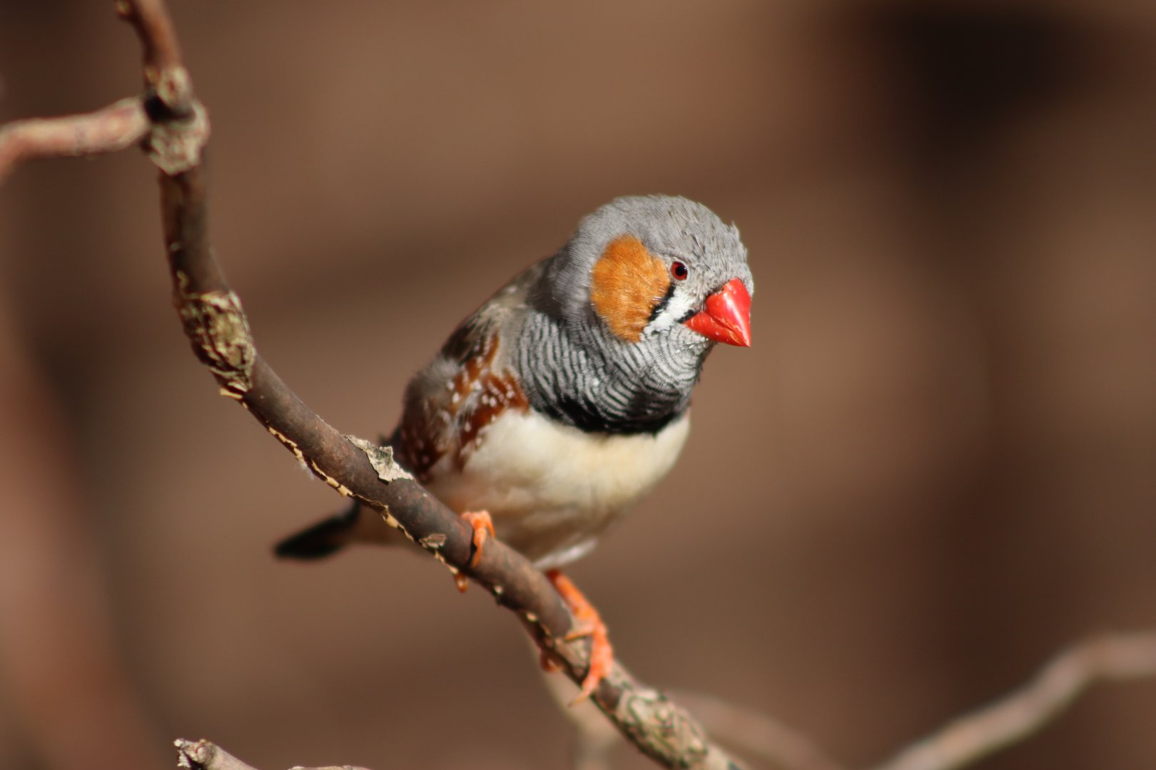 Zebra Finch - 12 September 2020