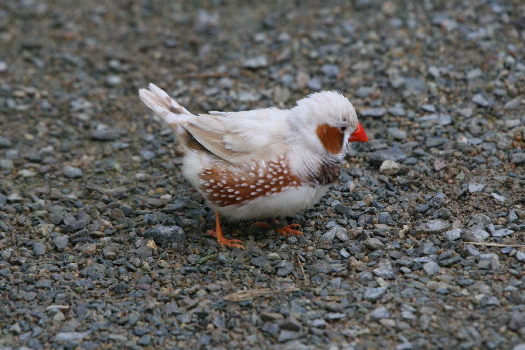 Zebra Finch #2
