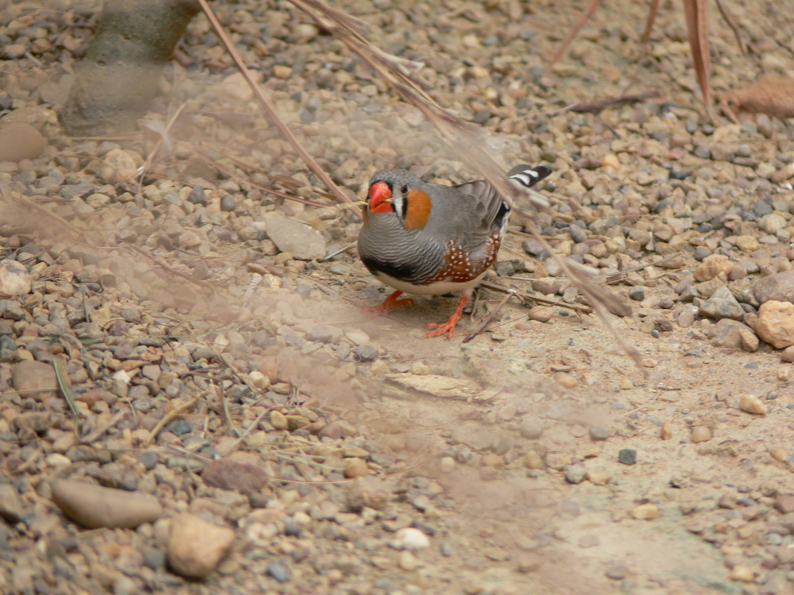 Zebra Finch at Tropical World, 30/06/13