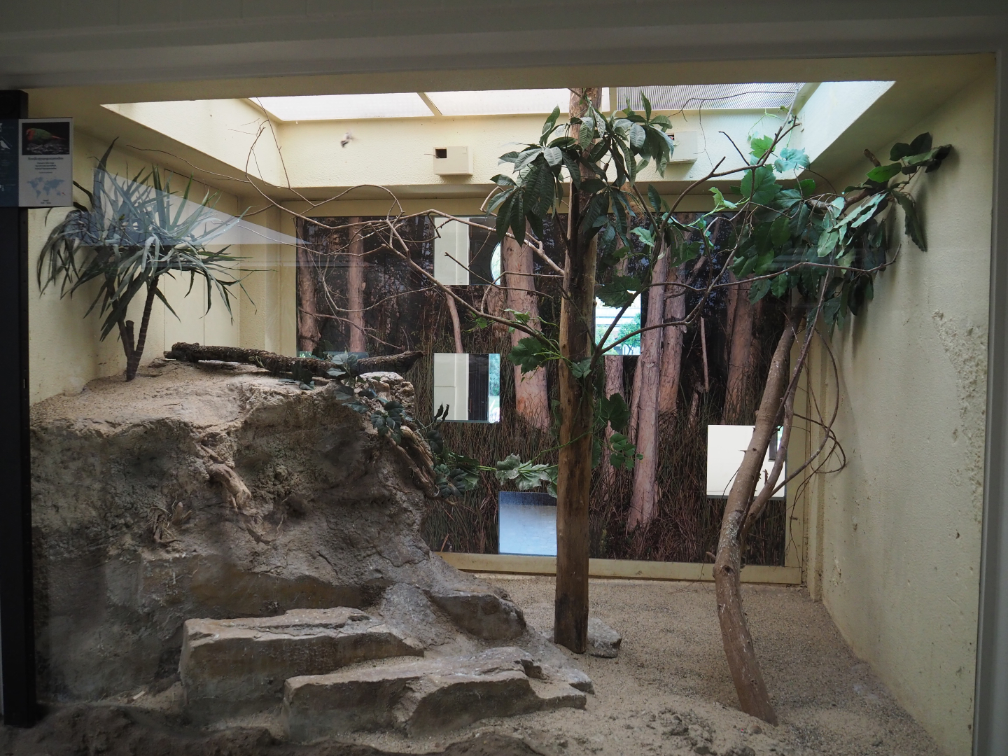 Zebra finch aviary, 2020-09-20