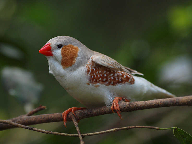 Zebra Finch - Butterfly Park