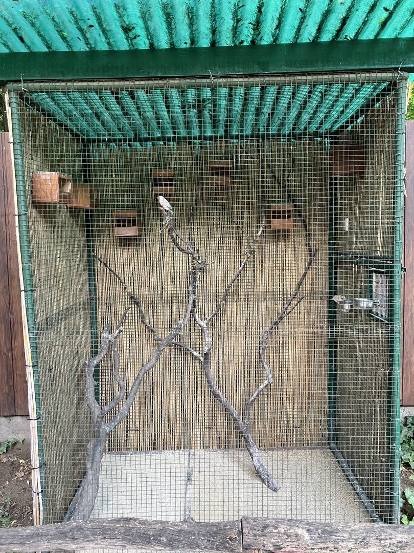 Zebra finch cage