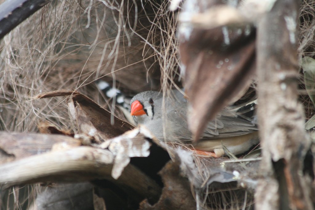 Zebra Finch female nesting in palm