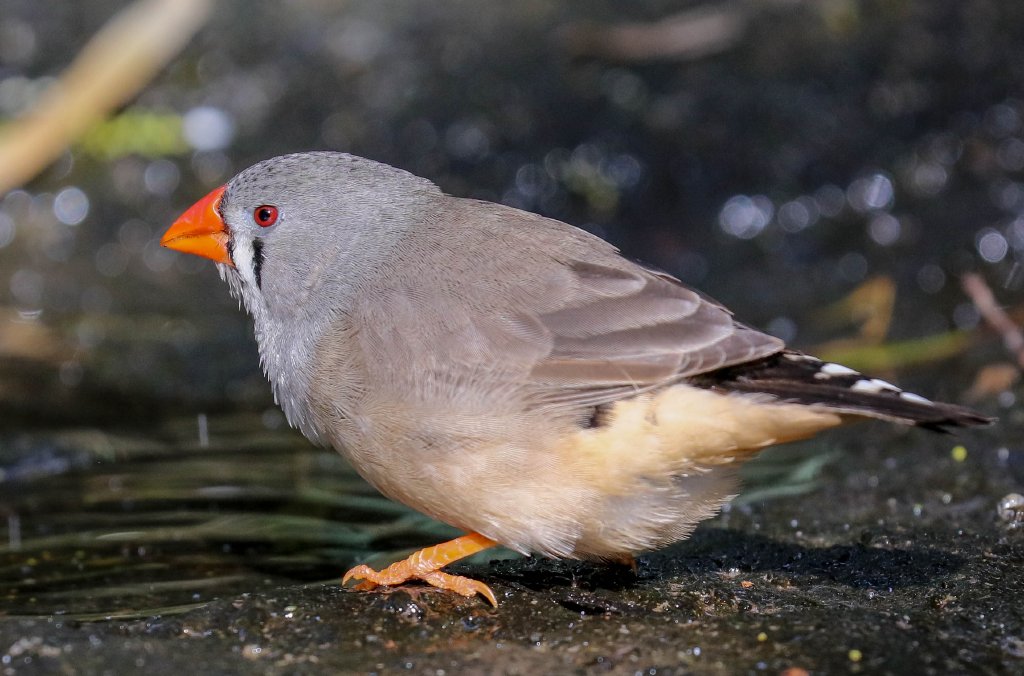 Zebra Finch female