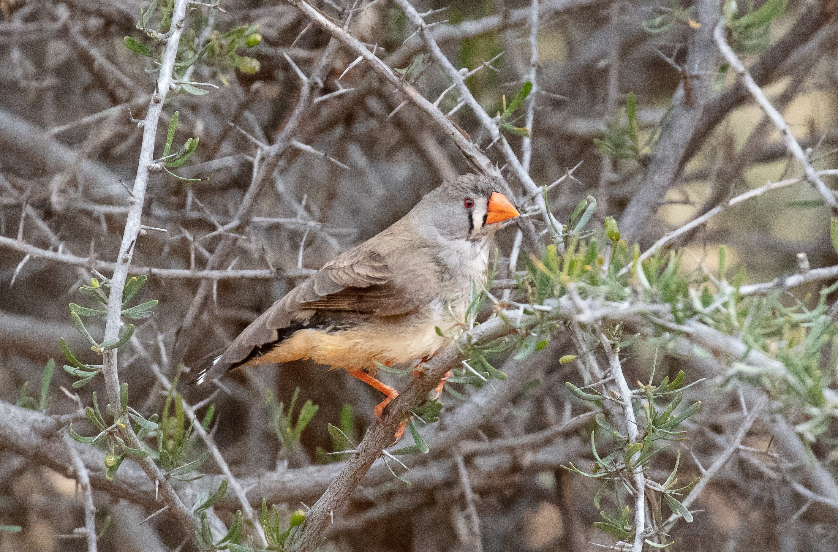 Zebra Finch female