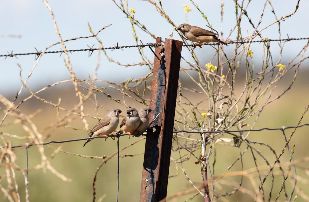 Zebra Finch fledglings