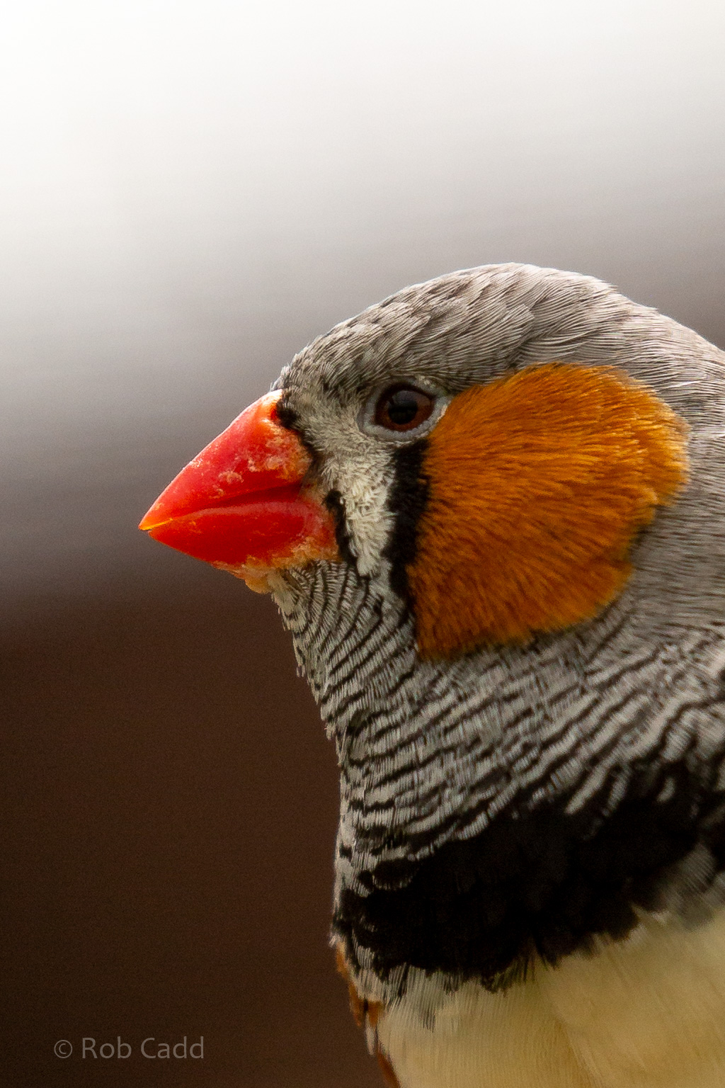 Zebra finch : Hamerton : 15 Jun 2018