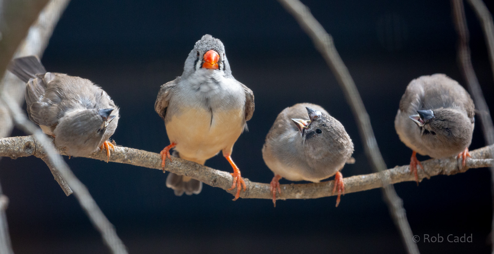 Zebra finch : Hamerton : 18 May 2018