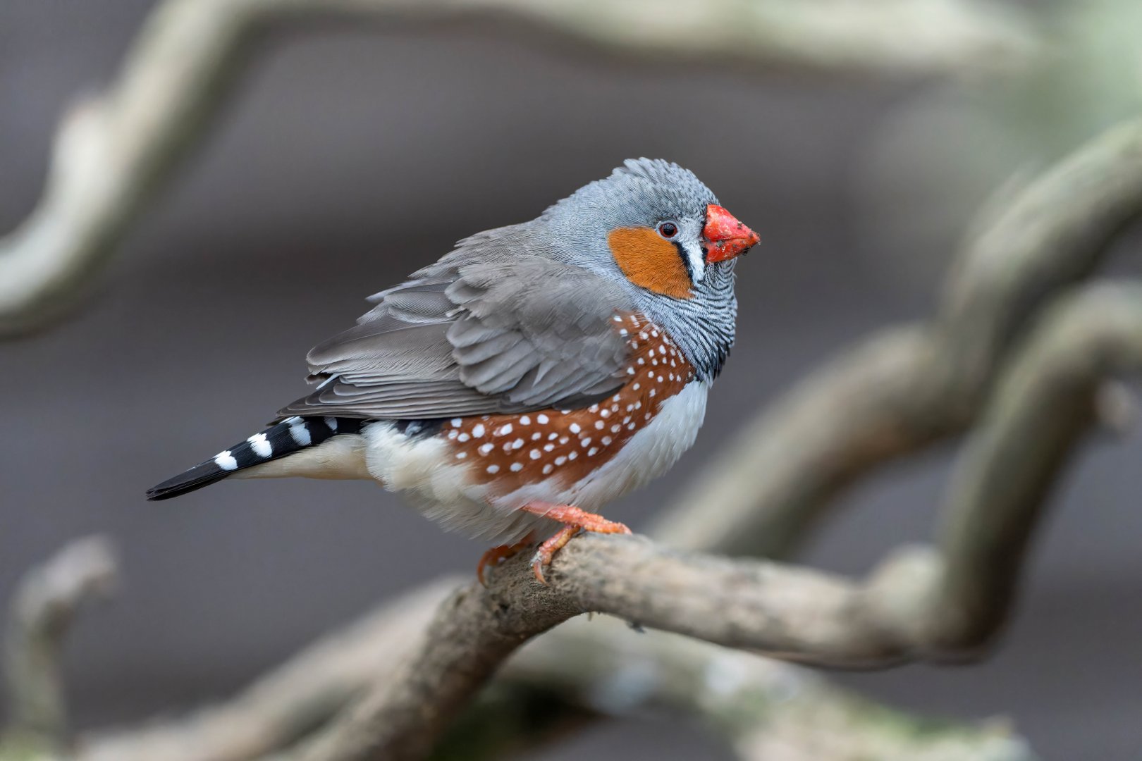 Zebra finch, Hamerton, UK