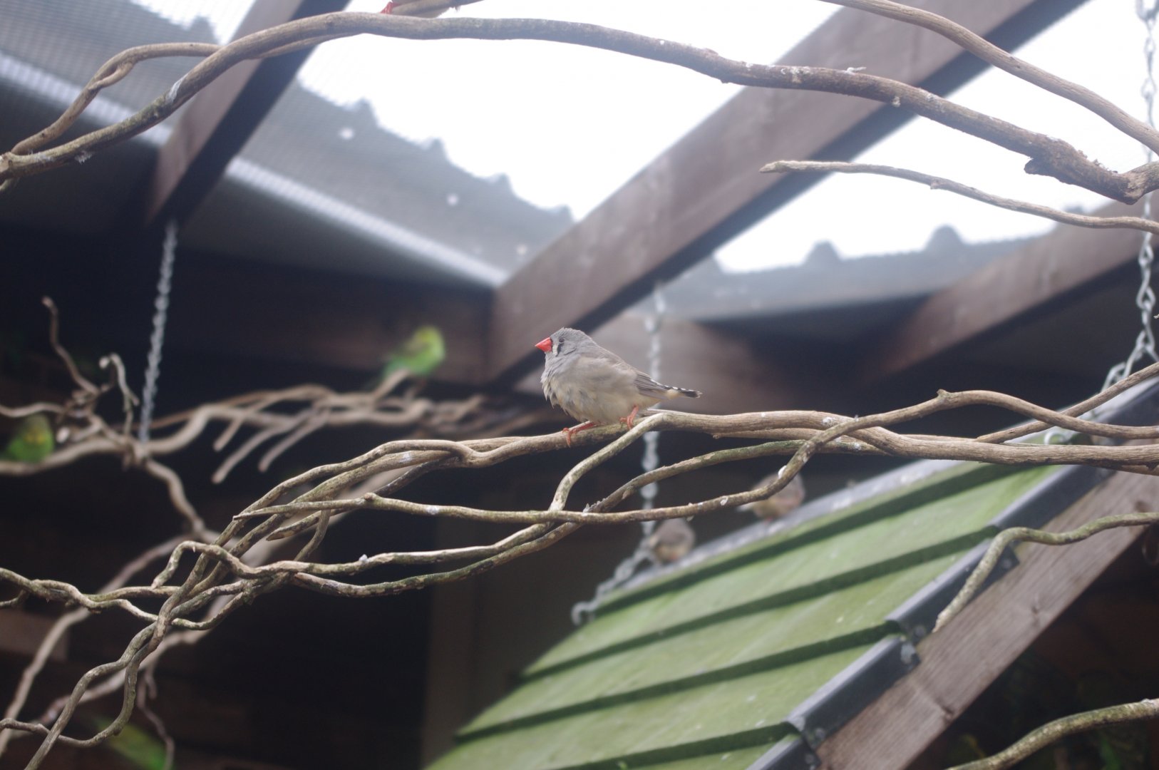 Zebra Finch- Hamerton Zoo Park 6/3/2022