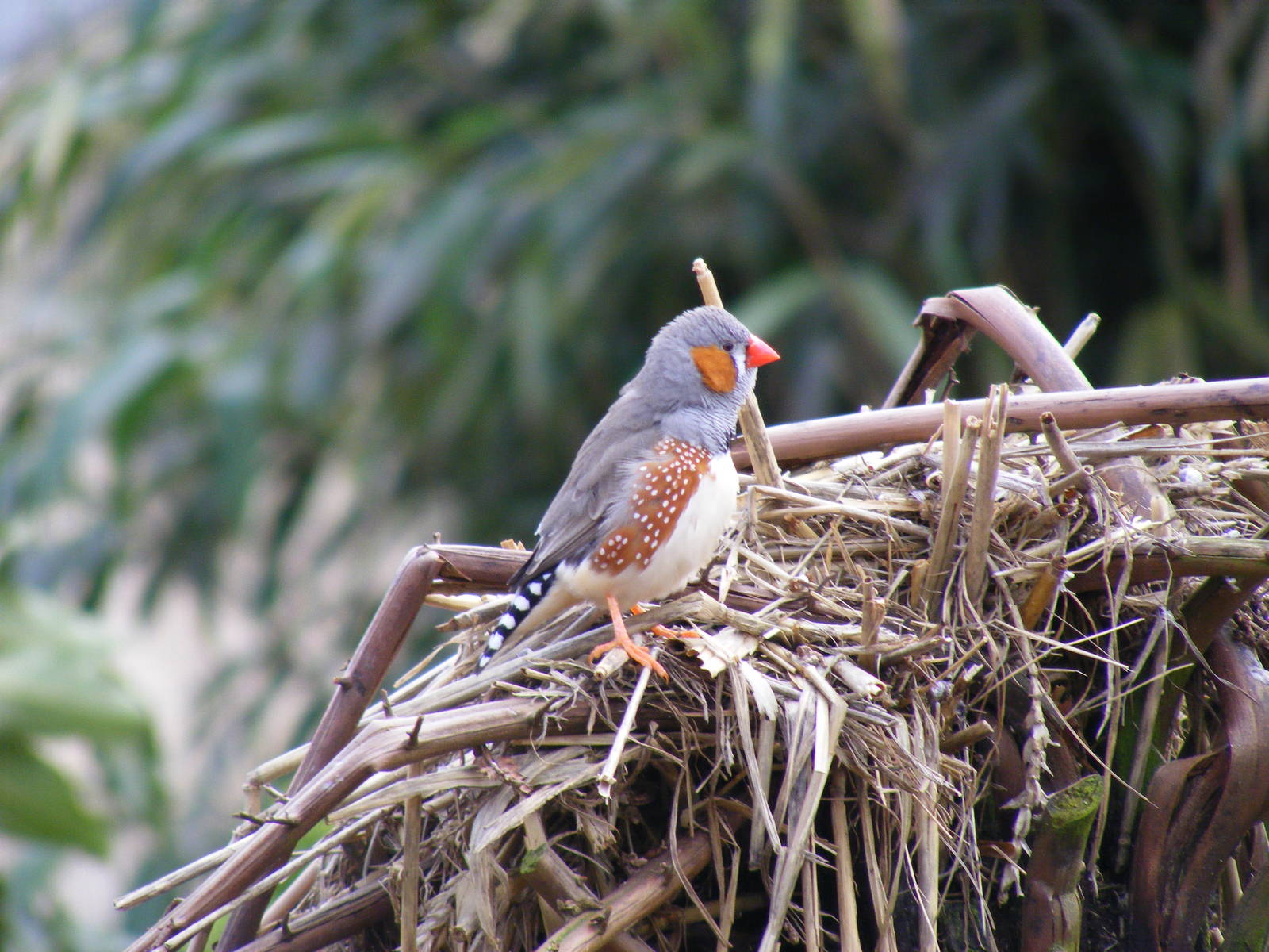 Zebra finch in walk-through aviary at Beale Park, 13th March 2010