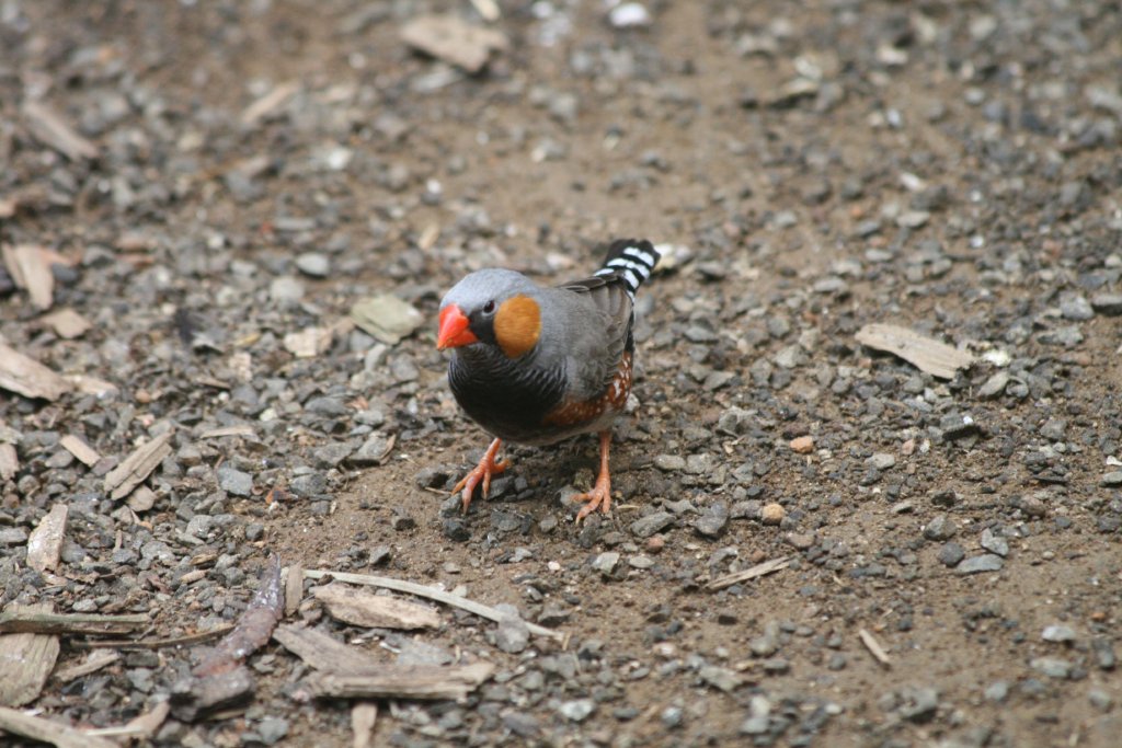 Zebra Finch male, colour mutation