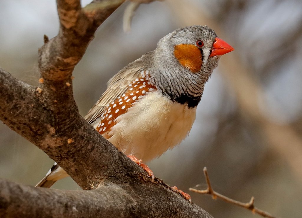 Zebra Finch male