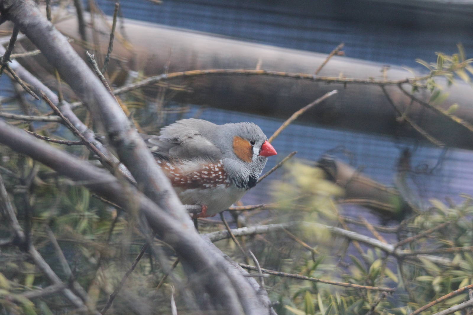Zebra Finch, Riddiford Garden aviary