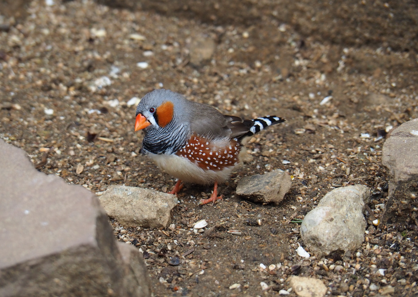 Zebra finch (Taeniopygia guttata), 2019-07-21