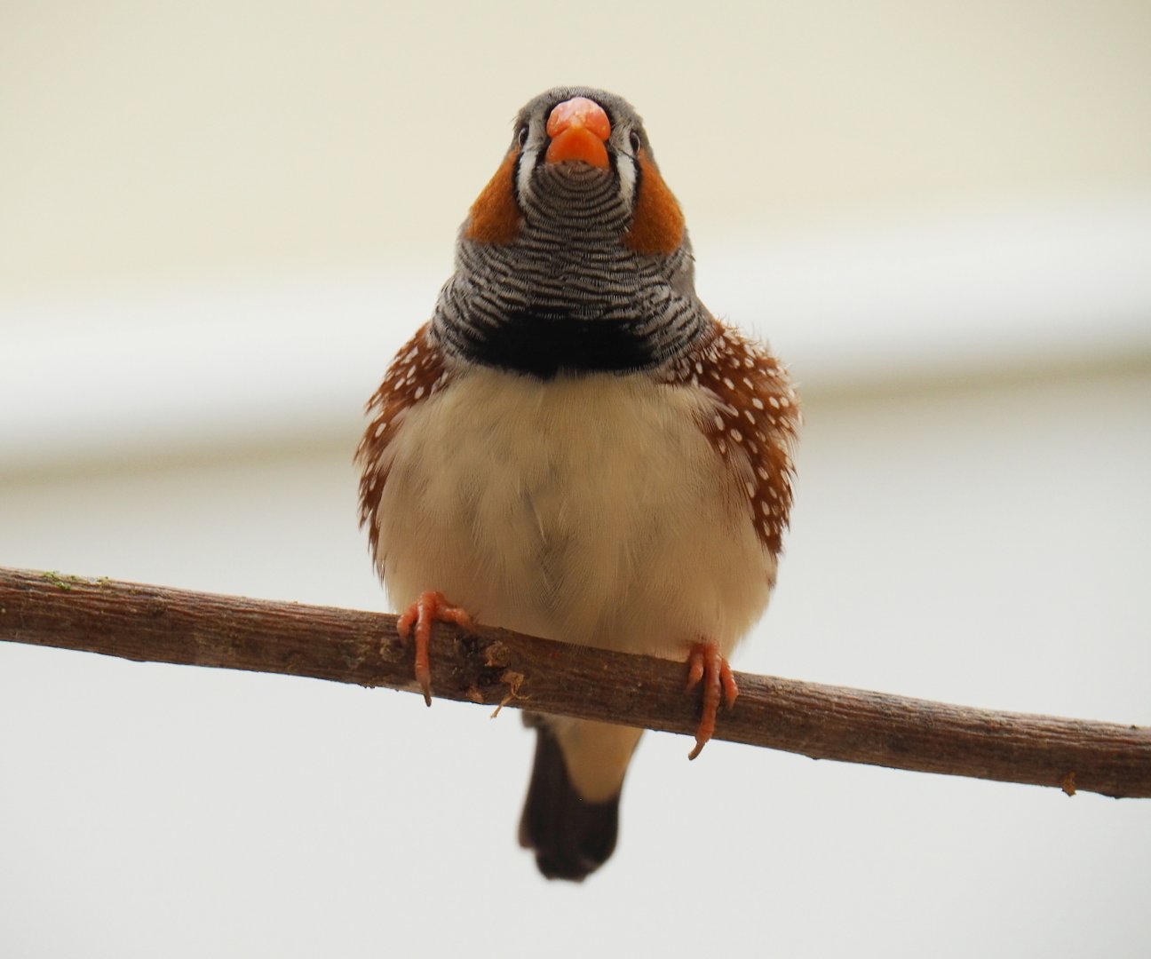 Zebra finch (Taeniopygia guttata), 2019-07-21