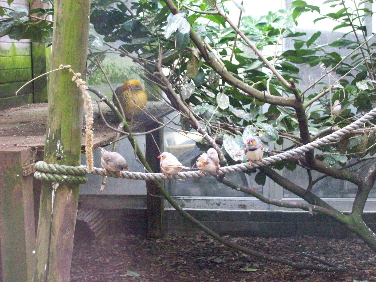 zebra finch(Taeniopygia guttata f. domestica) and golden pheasant (Chrysolo