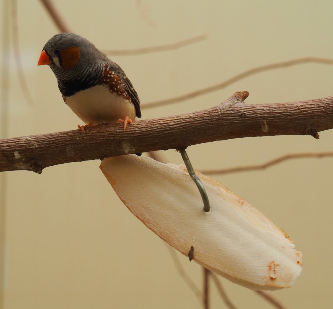 Zebra finch (Taeniopygia guttata) sith Sepia officinalis skull, 2019-07-21