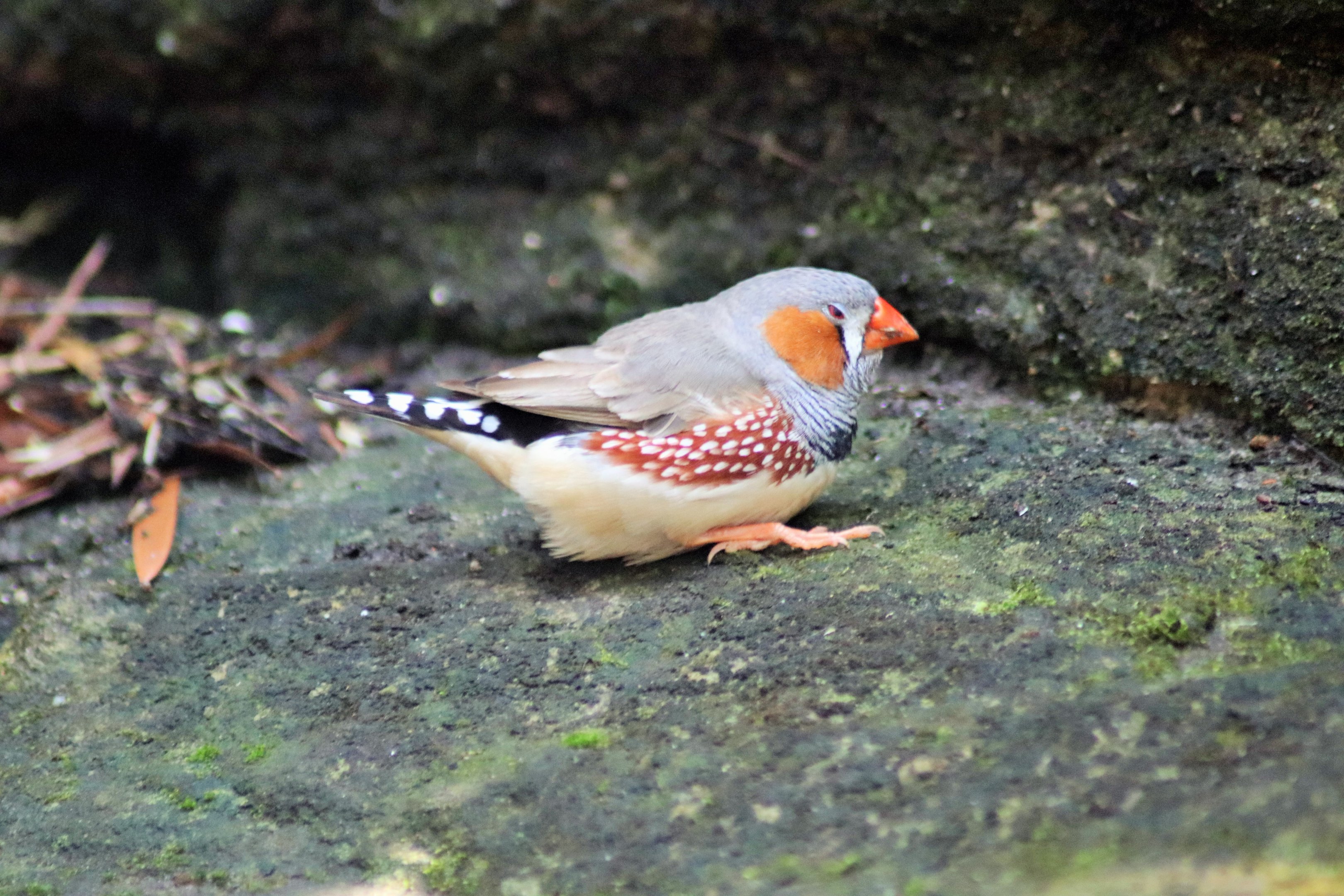 Zebra Finch (Taeniopygia guttata)