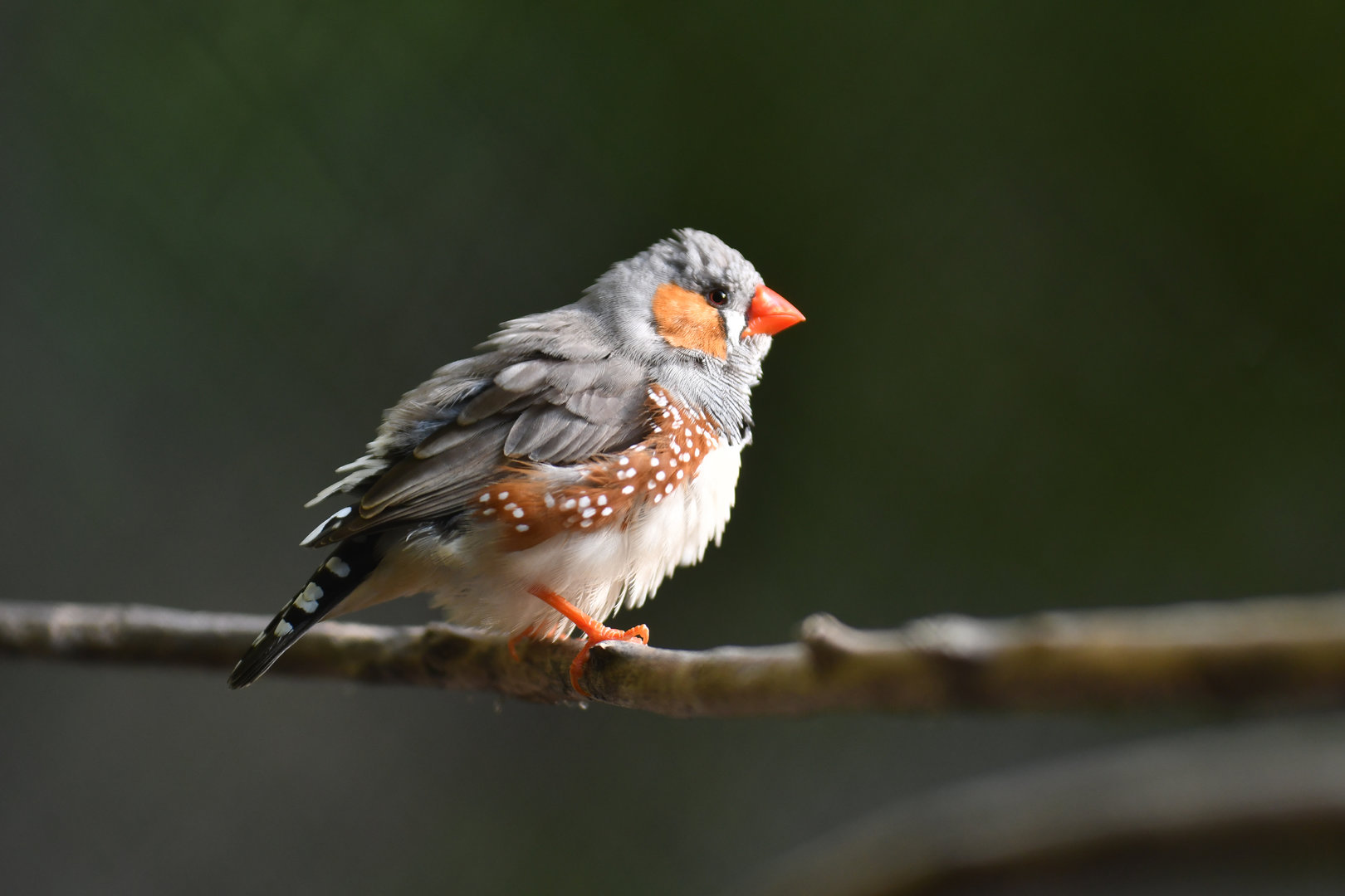 Zebra Finch Taeniopygia guttata