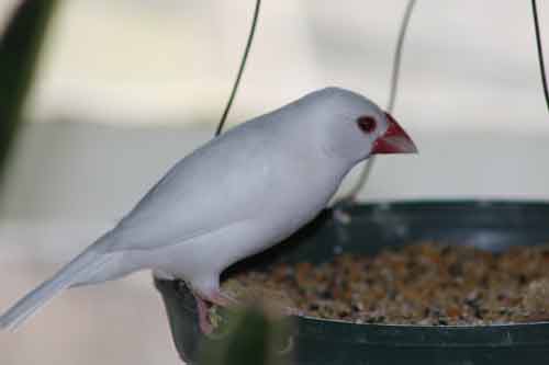 Zebra Finch White