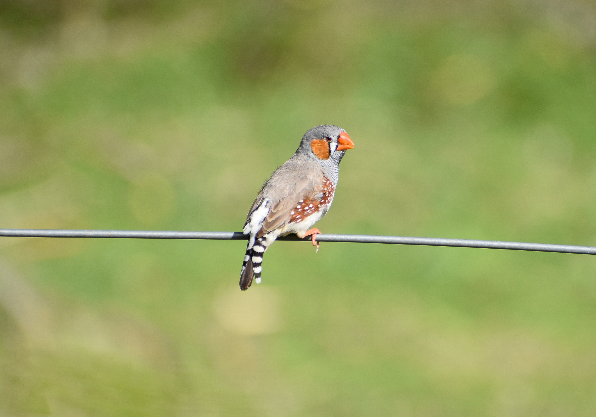 Zebra Finch - wild