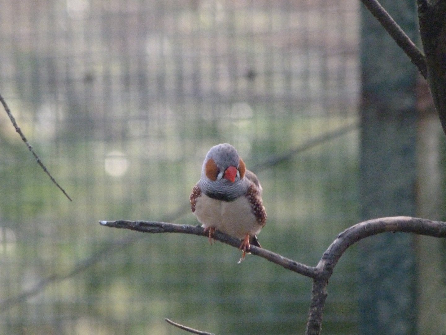 Zebra finch -Zoo de Santillana del Mar (2024)